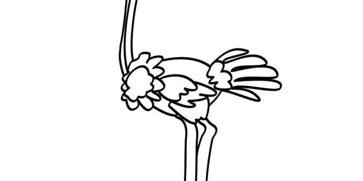 ငှက်ကုလားအုပ် ငှက်ကုလားအုပ်