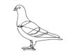 Pigeon