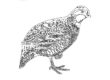 Quail