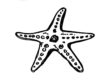 Starfish Coloring Worksheet