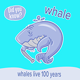 činjenice o morskim životinjama