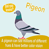 činjenice o pticama
