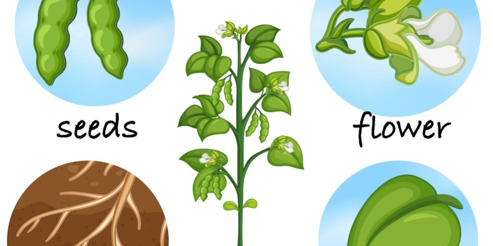 Pàirtean de lus Pàirtean de lus