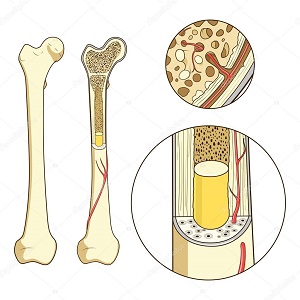 Bone marrow