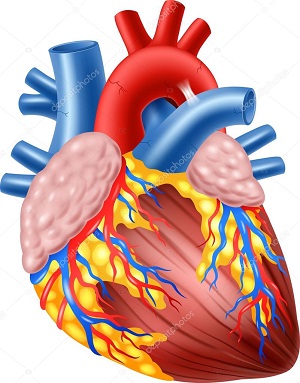 Ventricles