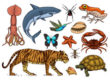Animals Classification
