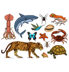 ການຈັດປະເພດສັດ