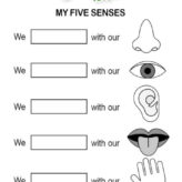 5 sentidos