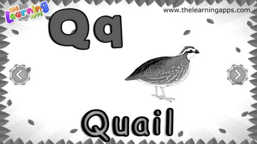 ABC 动物 Q