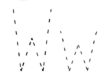 Letter W Tracing Worksheet