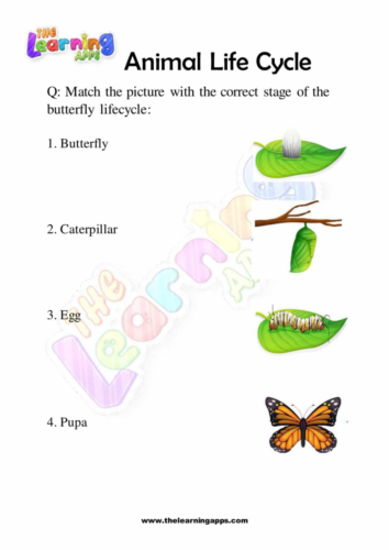 Download Free Printables Animal Life Cycle Worksheets 02 for Kids
