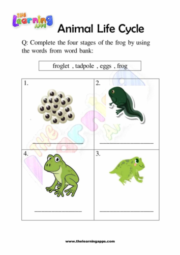 Animal Life Cycle 03