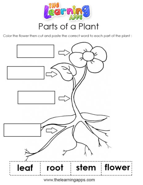 Plant Worksheets 01
