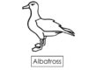 albatross 09