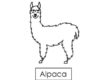 alpaca 07