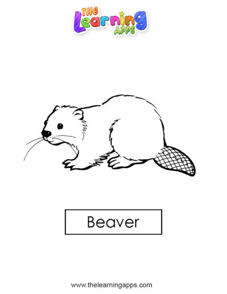 beaver 03