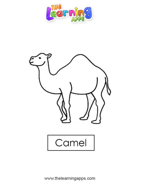 camel 02