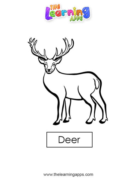 deer 04