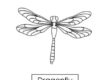 dragonfly 01