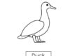 duck 03