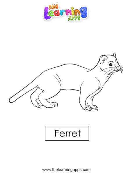 Download Free Printable Ferret Worksheet for Kids