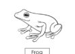 frog 02
