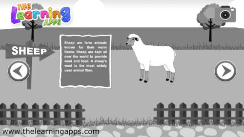 sheep (1)
