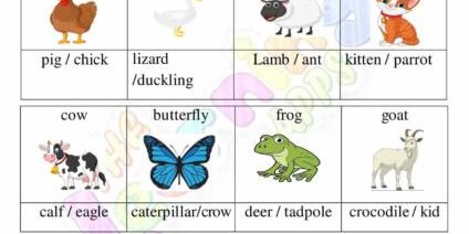 Gli animali e i loro bambini 04