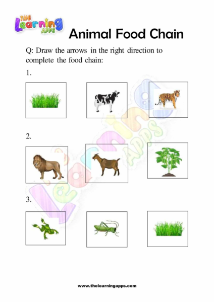 Try our free printable Animals Food Chain Worksheet 02 for kids