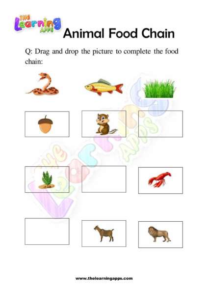 Try our free printable Animals Food Chain Worksheet 05 for kids