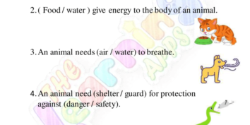 جانوروں کی بنیادی ضروریات 10