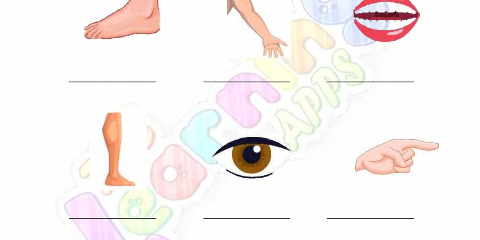 The Human Body – Grade 2 – Activity 4 The Human Body - Grade 2 - Activity 4