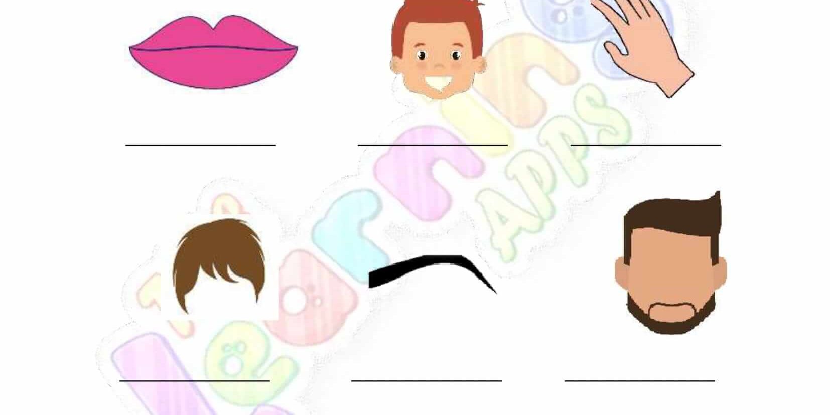 The Human Body – Grade 2 – Activity 5 The Human Body - Grade 2 - Activity 5