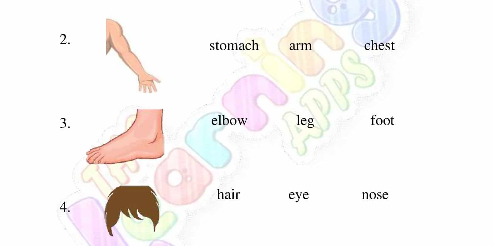The Human Body – Grade 2 – Activity 7 The Human Body - Grade 2 - Activity 7