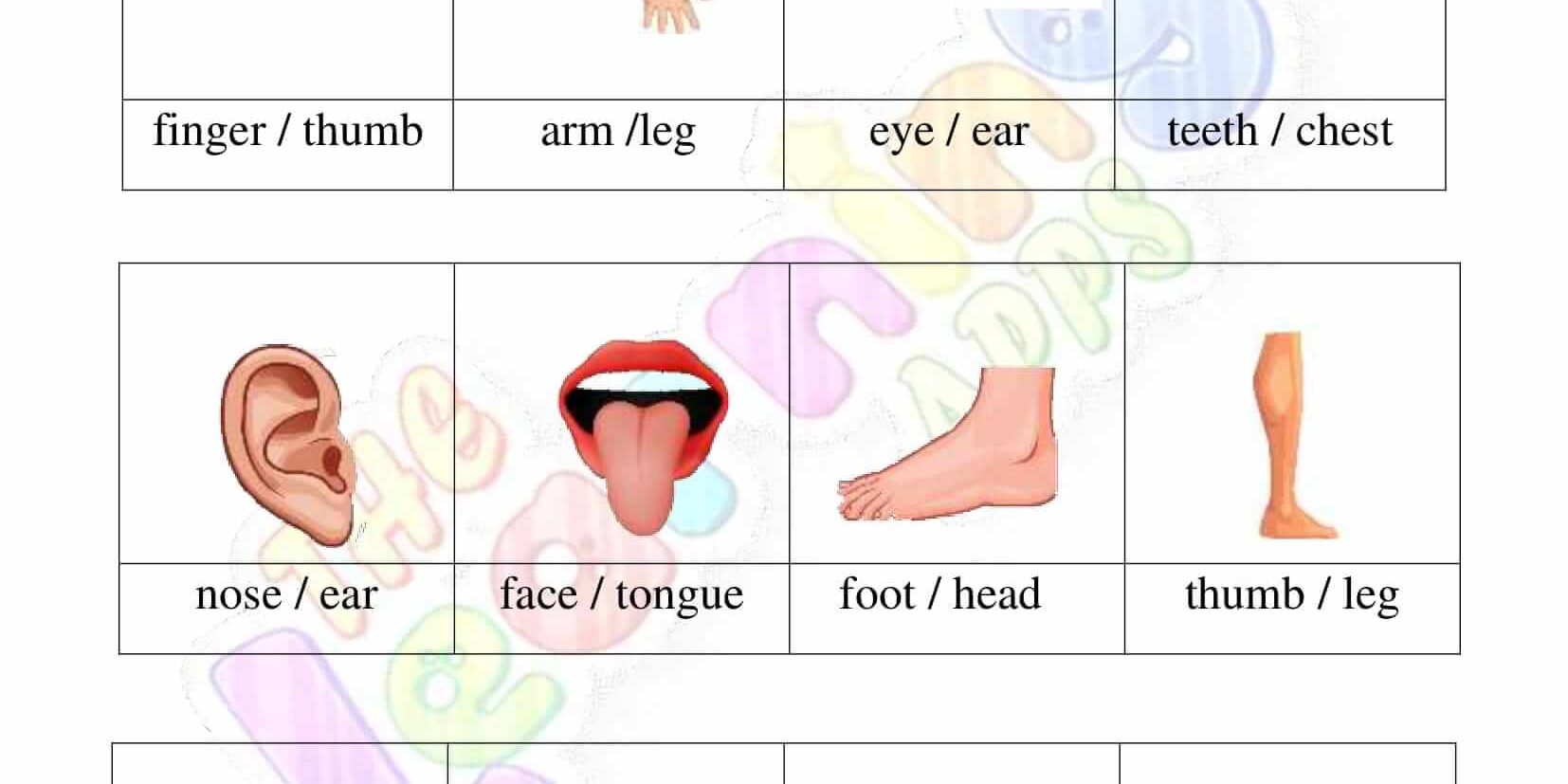 The Human Body – Grade 2 – Activity 8 The Human Body - Grade 2 - Activity 8