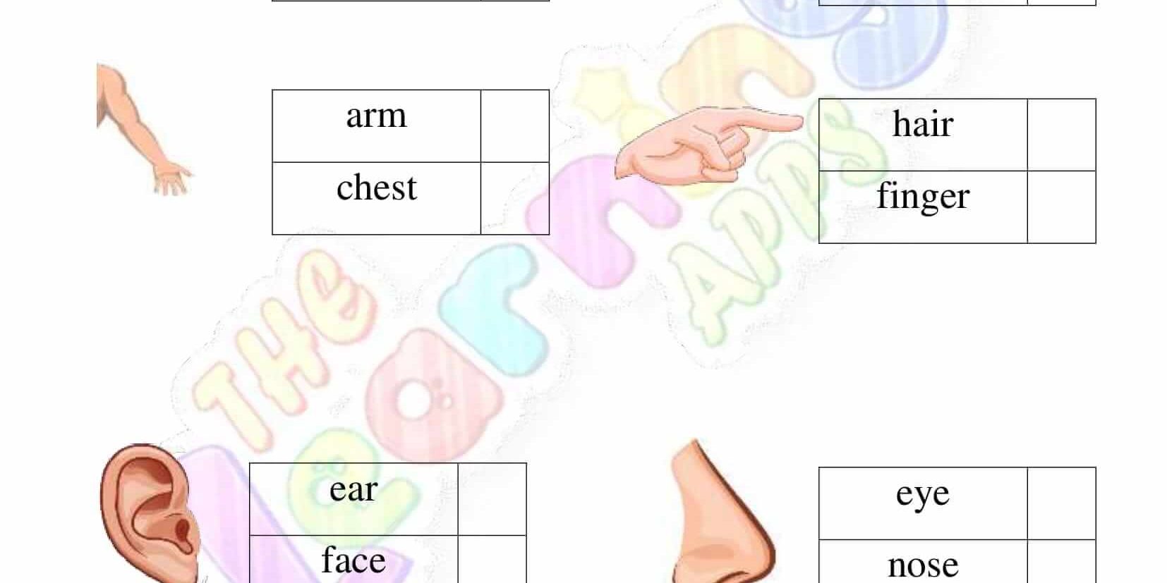 The Human Body – Grade 2 – Activity 9 The Human Body - Grade 2 - Activity 9