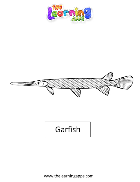 Garfish
