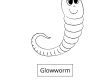 Glowworm