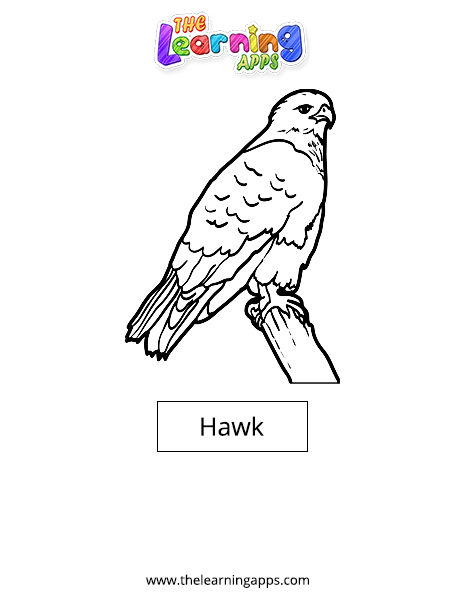 Hawk