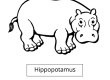 Hippopotamus