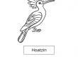 Hoatzin