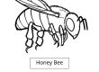 Honey bee