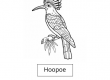 Hoopoe