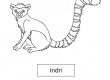 Indri