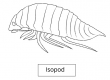Isopod