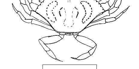 Jonah Crab