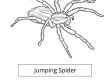 Jumping Spider