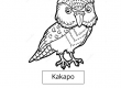 Kakapo