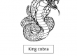 King cobra