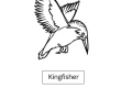 Kingfisher